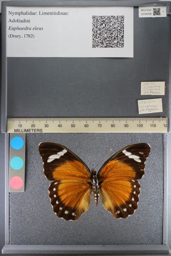 Media type: image;   Entomology 194796